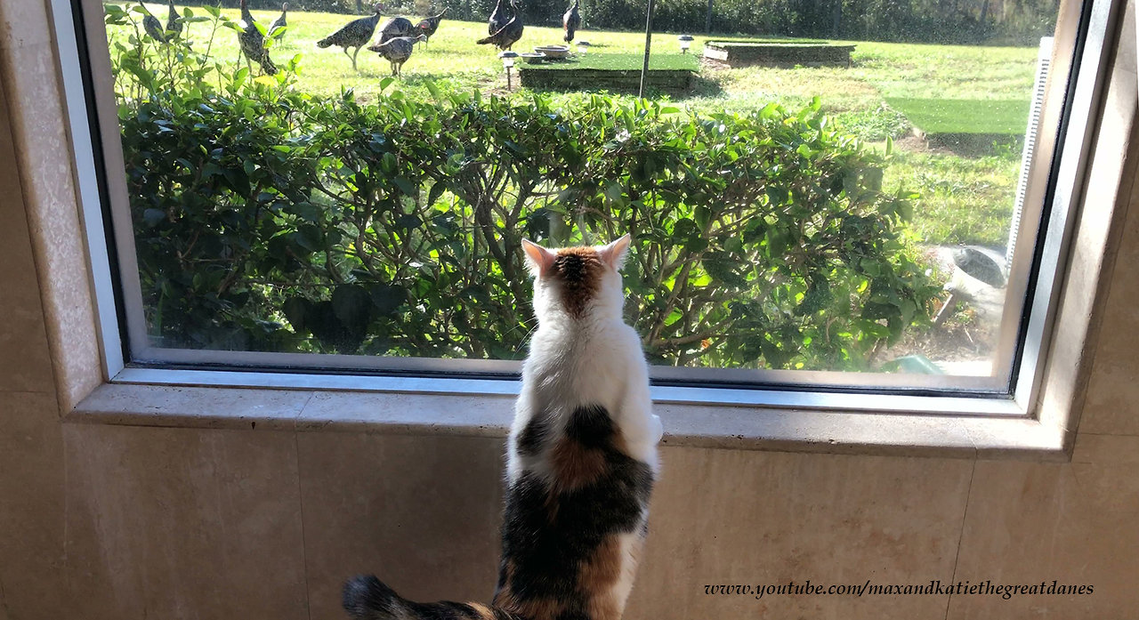 Happy Bird Watching Cat Gets Turkey Surprise