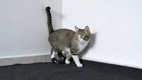 PUSS IN BOOTS, a Cat Learns How to Walk in Shoes