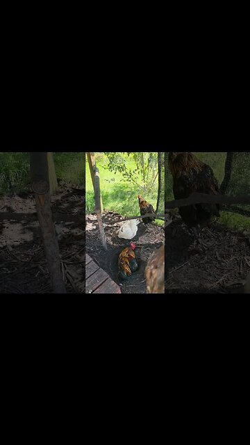 Broody Hen Coming Through #chickens #chickenshorts