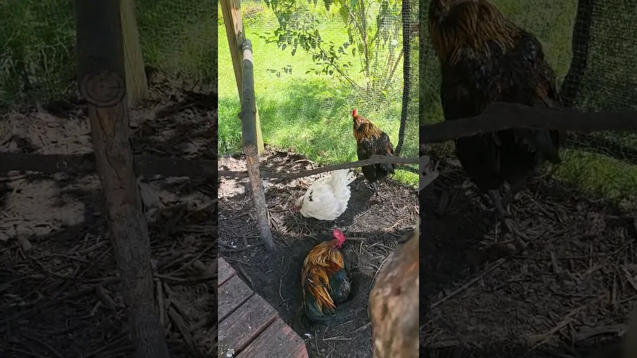 Broody Hen Coming Through #chickens #chickenshorts