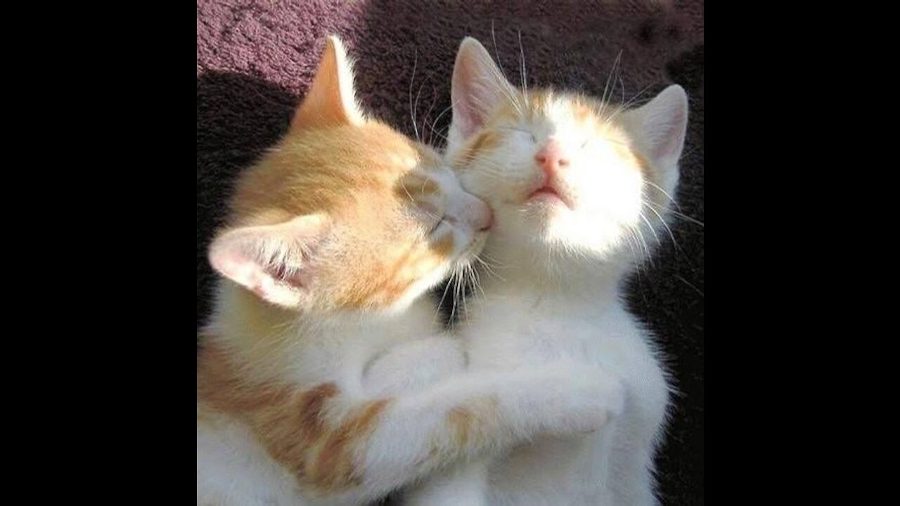 Cat kissing videošcat love & kissing video