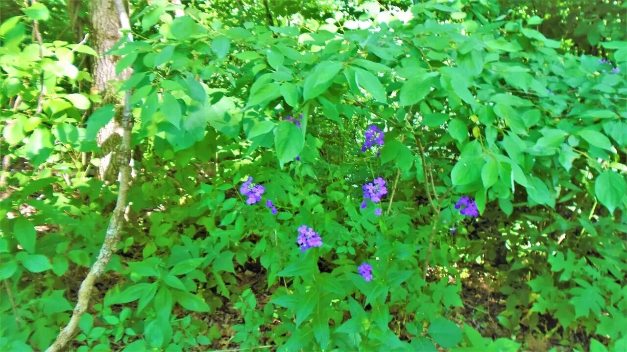 Photo Tour : Blackhand Gorge Nature Reserve