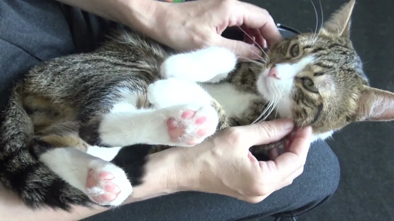 Funny Cat Allows Me to Tickle His Belly