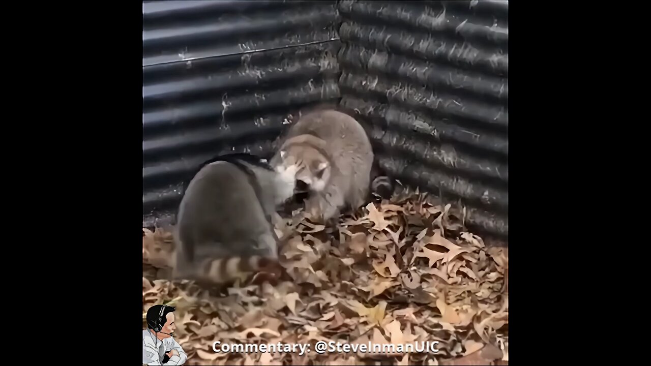 Trash Panda War