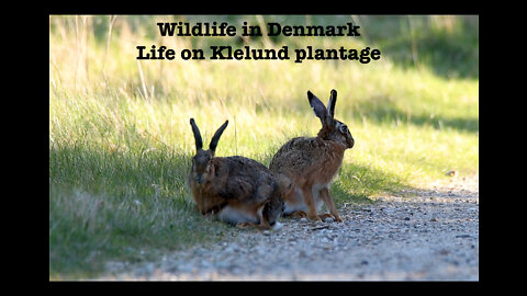 Wildlife in Denmark - Life on Klelund plantage (Music theme for kids :) and grown ups)