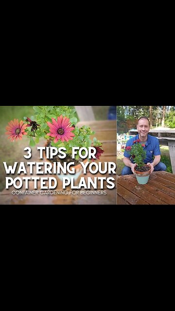 💦 3 Tips for Watering Potted Plants #shorts | Container Gardening for Beginners 💦