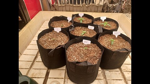 trying some autoflowers