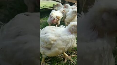 #pastureraised #meatchickens #meatbirds #chickens #cornishcross #homesteading #homesteadlife #farm