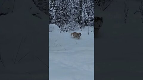 north dogs