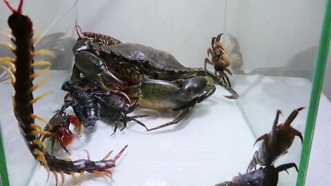 Sea Crab Centipede Emperor Scorpion Water36 7