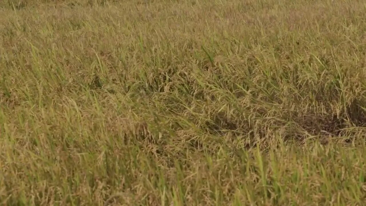 Rice Field