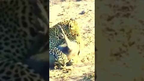 Leopardo ataca Javali ao sair da toca Já era!