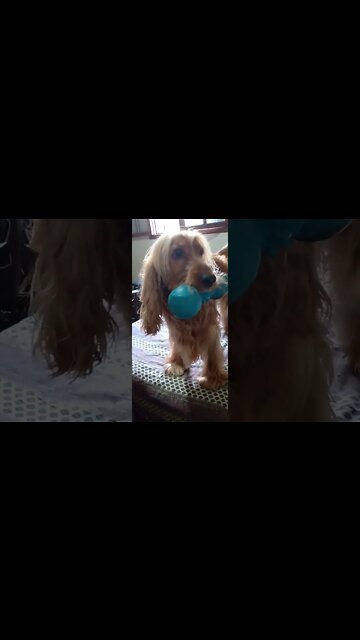 #dogshow , #animals , #dogs , #shorts