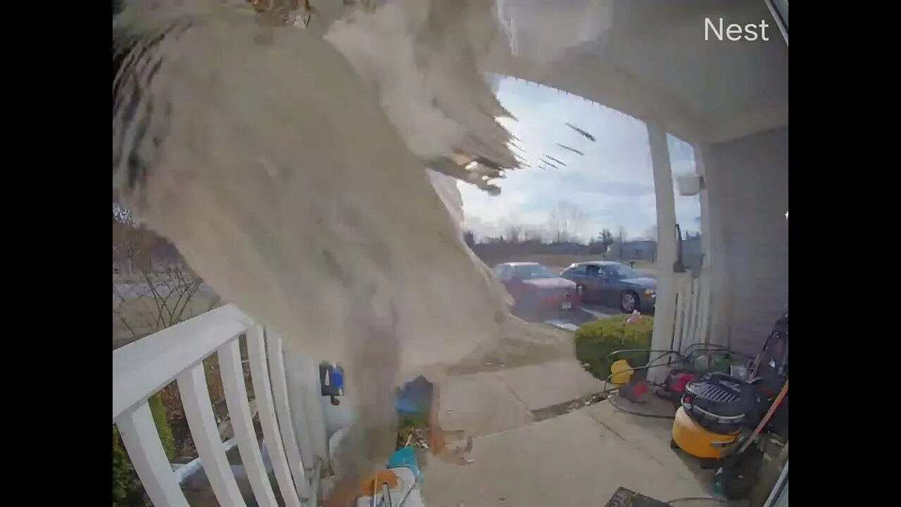 Silly bird attacks my Nest Hello (doorbell camera)