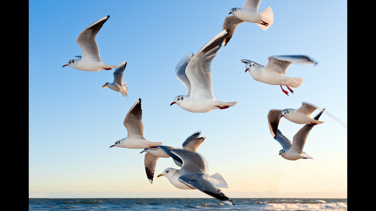 Flying Birds