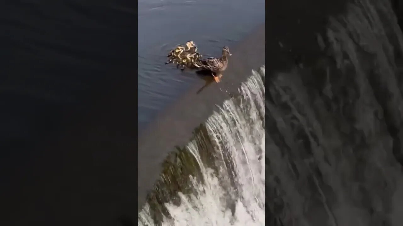 Os patinhos na lagoa 🦤