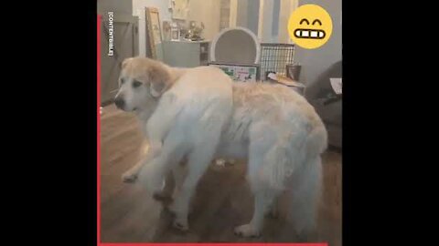 Cute dogs And Funny Animals compilation 5- Cute Animals