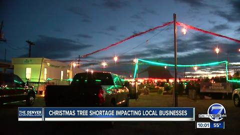 Christmas tree shortage has family-owned lots worried about future