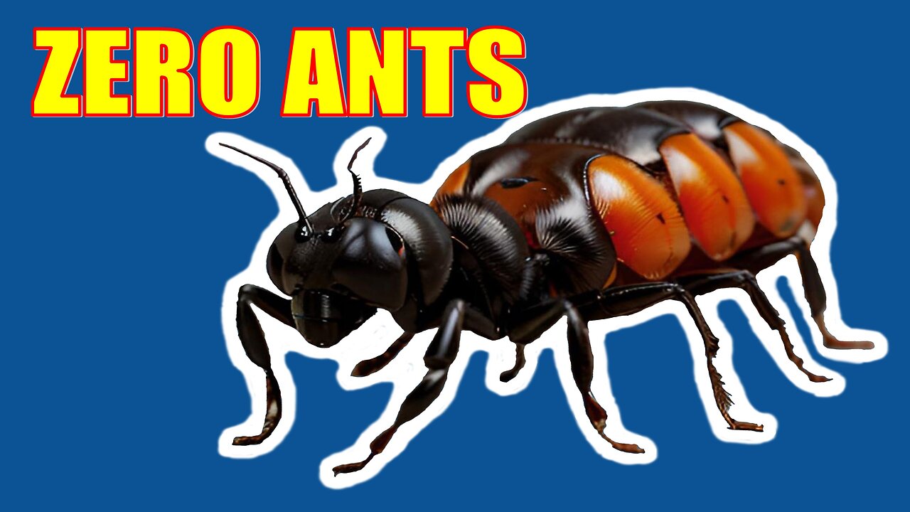 Eliminate Ants Safely. Easiest and safest way to do it.