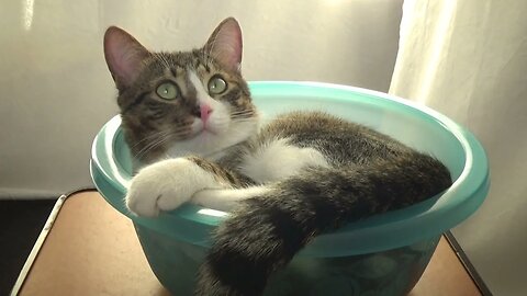 The Cat Has a Round Bed