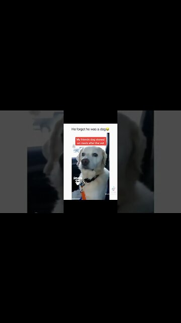 Dog is too high to know what is going on