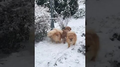 winter musti cute puppys(2)