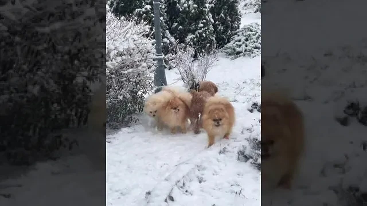 winter musti cute puppys(2)