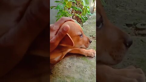 Mera Cute🥰 puppy🐕🐕