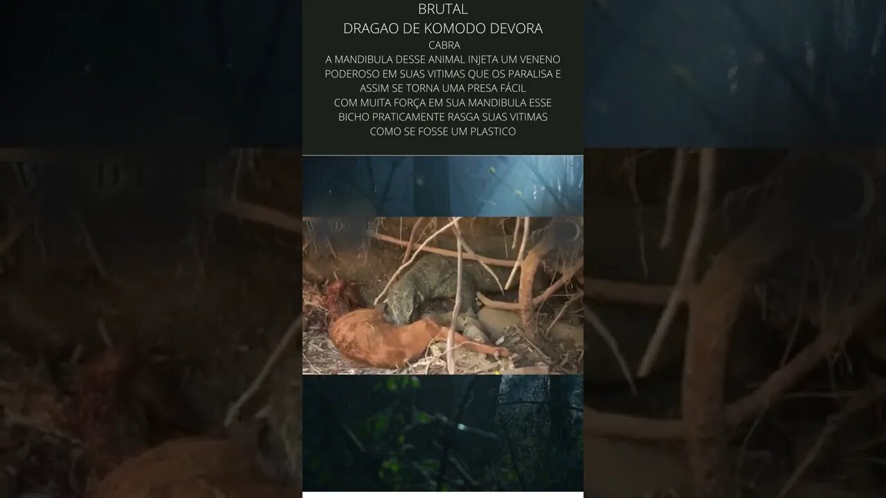 Dragão de Komodo leva a cabra pra uma refeiçao