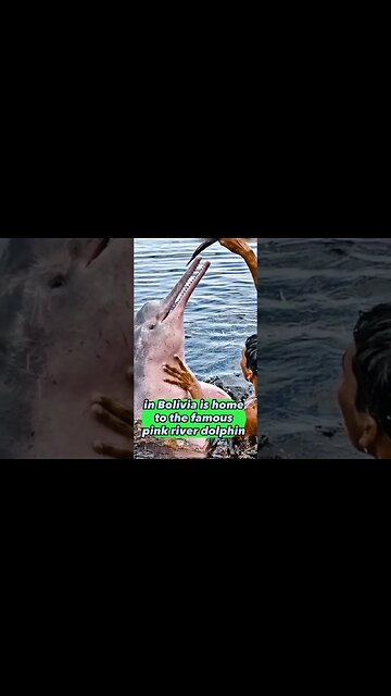 Amazing Country facts about Bolivia South America | Learn Geography #shorts