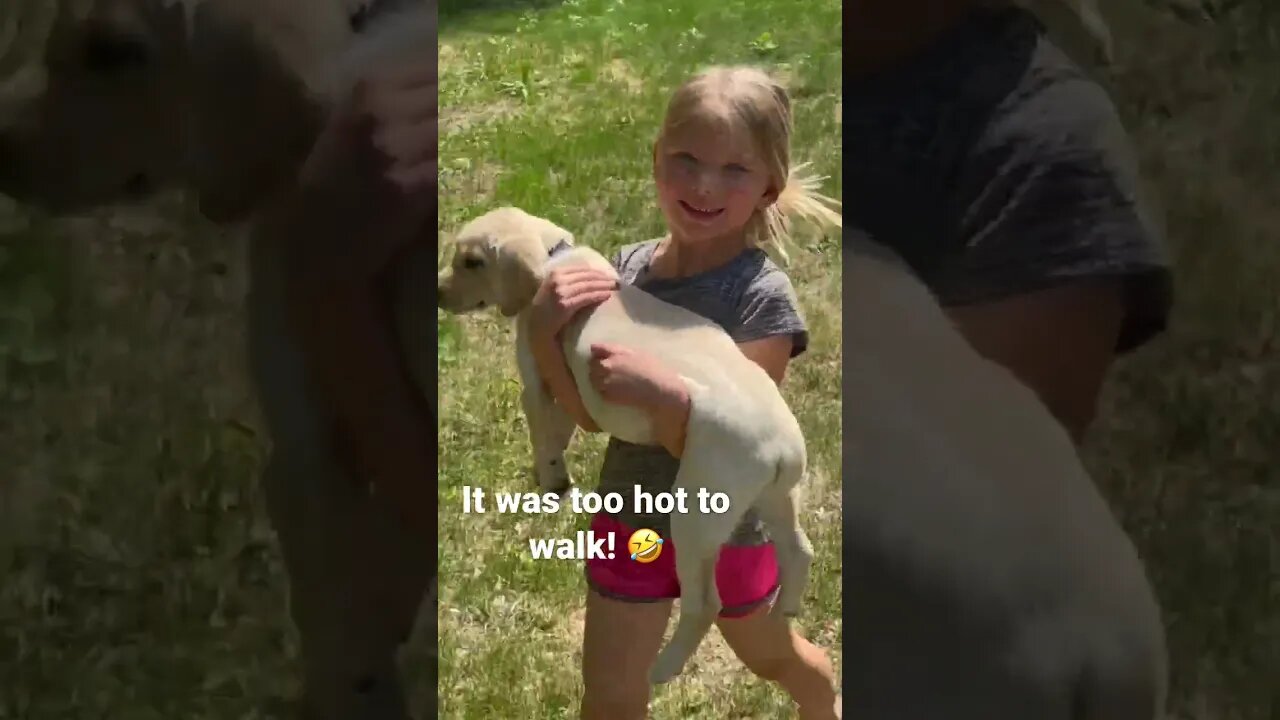 Our 5YO had to CARRY our puppy 😂 #toohot #animals #shorts