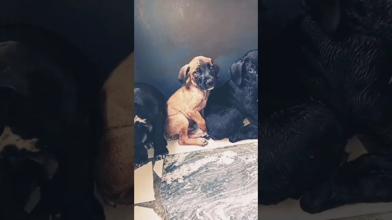 If Cuteness Had A Face #shorts