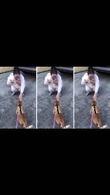 Angry Cat Lets Stranger Know Her Cat Isn't Welcome