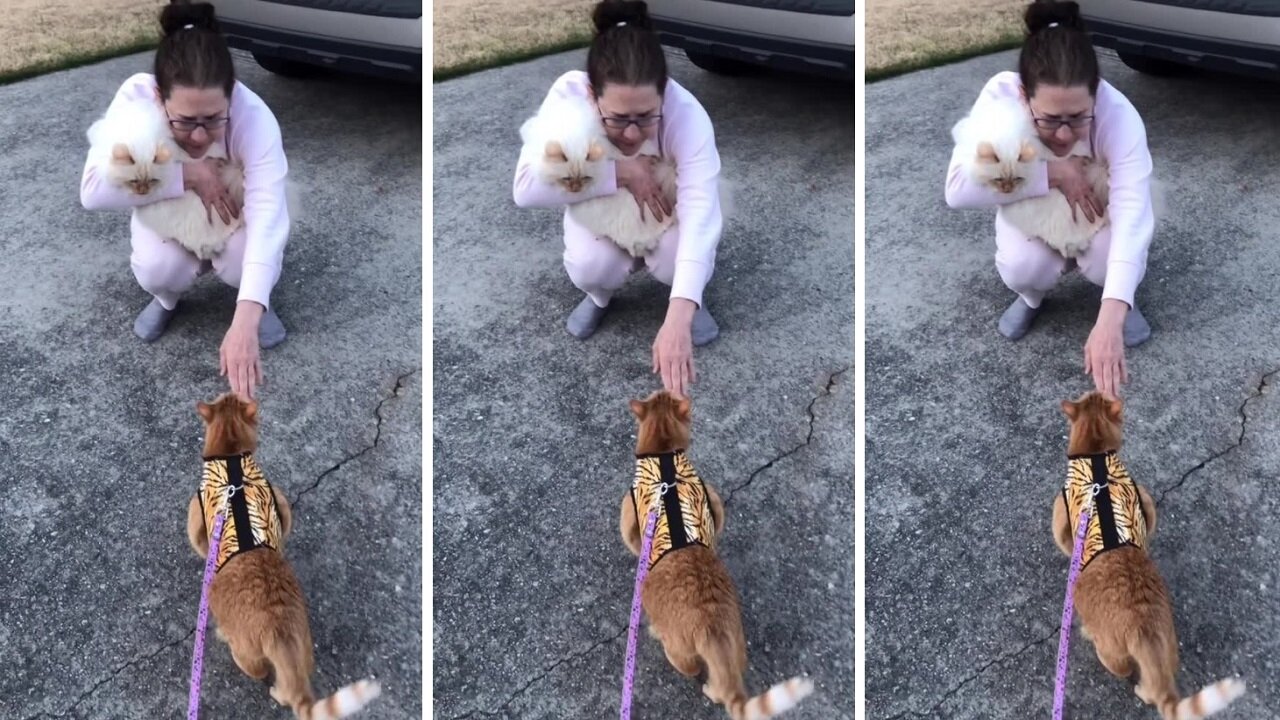 Angry Cat Lets Stranger Know Her Cat Isn't Welcome