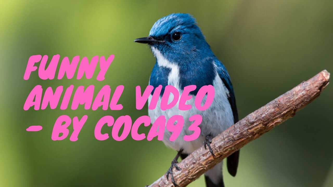 Funny Animal Video - by Coca93