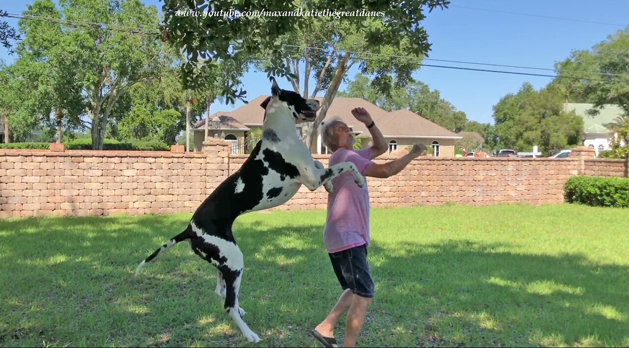 Happy Harlequin Great Dane Loves To Leap