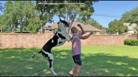 Happy Harlequin Great Dane Loves To Leap