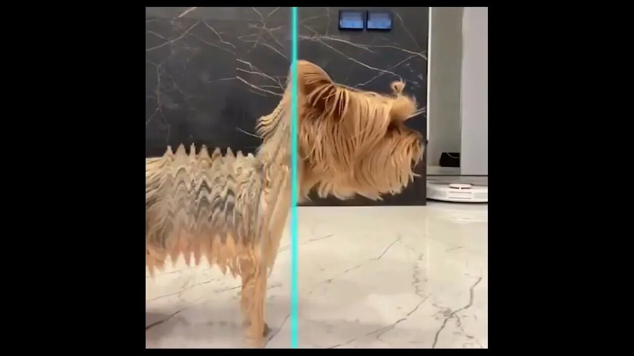 Best Of The 2022 Funny Animal Videos #shorts #viral #status