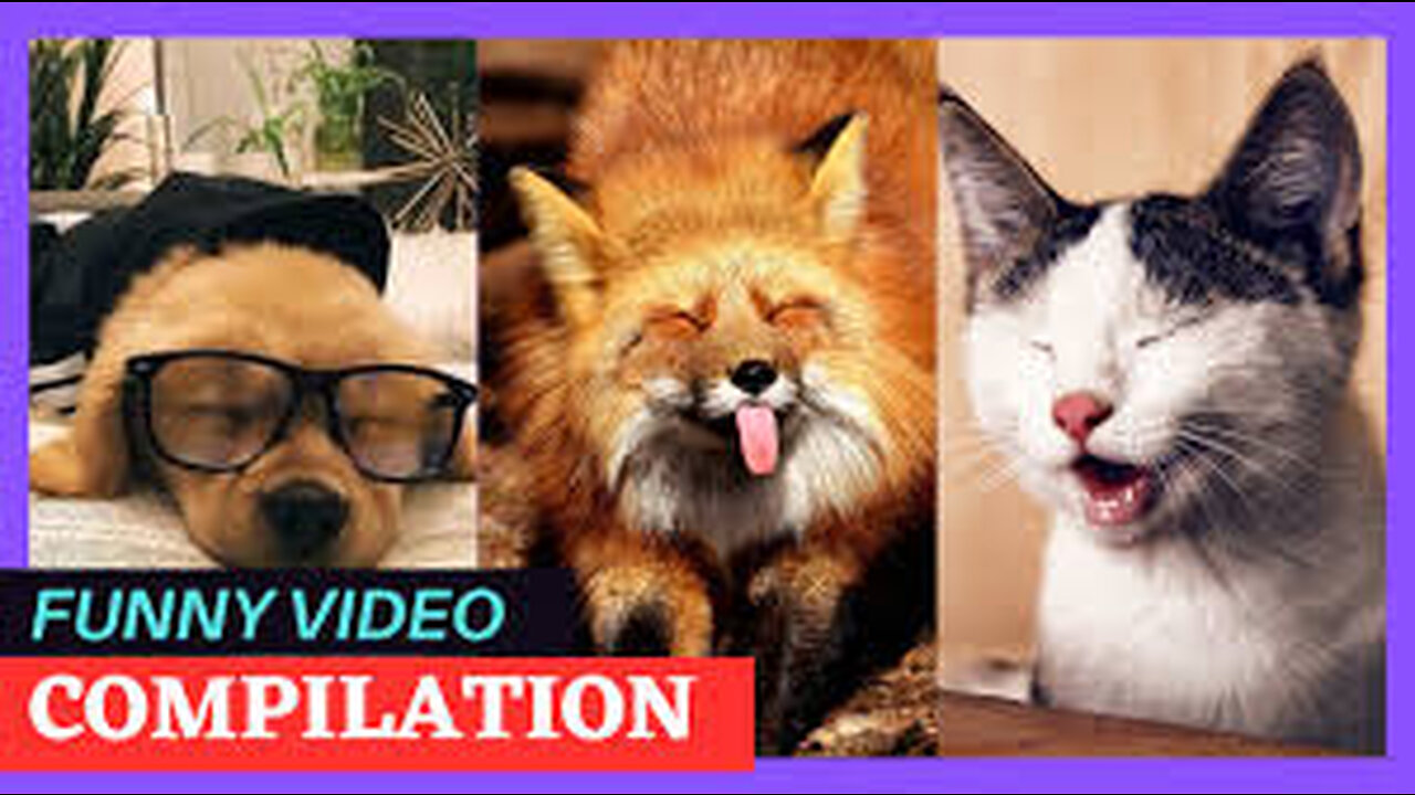 Funny animals video | funny videos | animal playing funny videos