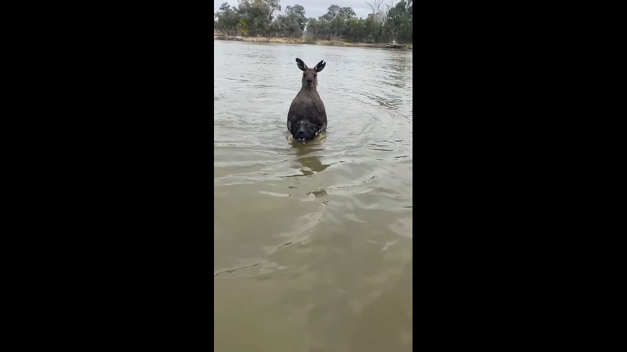 If you spot a kangaroo in the water run away 🏃😨