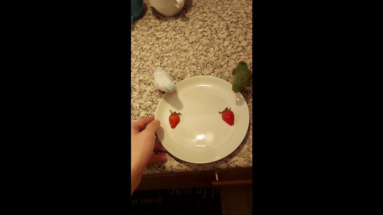 Parrotlets love their strawberries, chow down on tasty treat