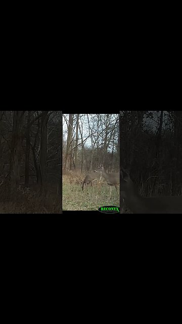 Blending your blinds #deer #deerhunting #hunting #shorts