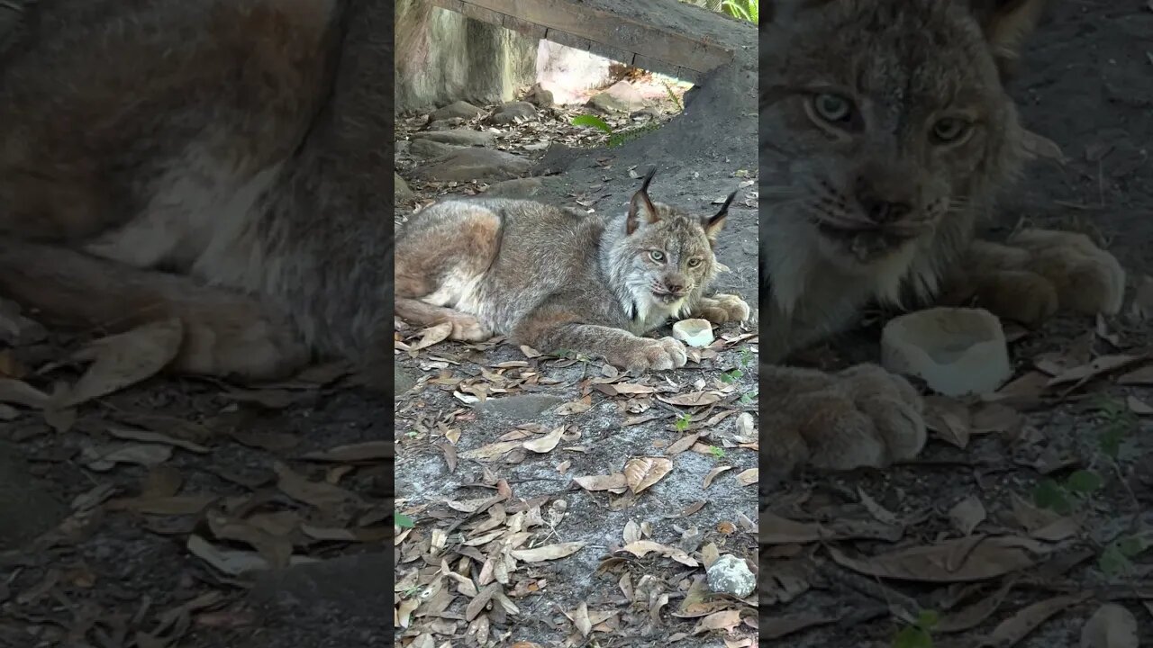 359 YUMMY Sicle Time for Gilligan, a rescued Canada Lynx #shorts