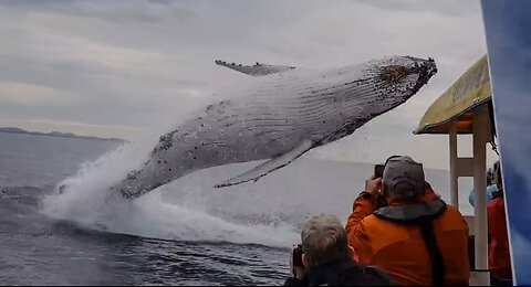 whale jumps out of nowhere during sight seeing tour