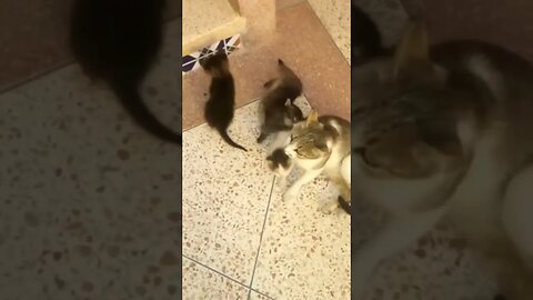 These cute kittens respond to the mother's call