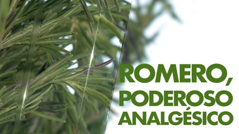 Romero, poderoso analgésico