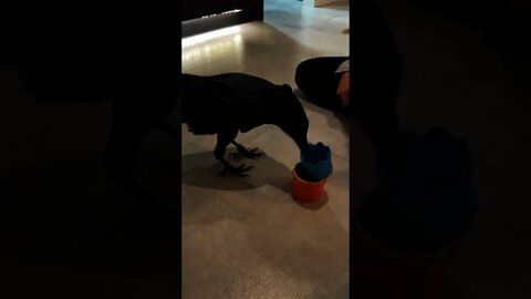 ‘Smart’ raven plays with toy