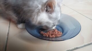 Feed the Cat - Persian Cat