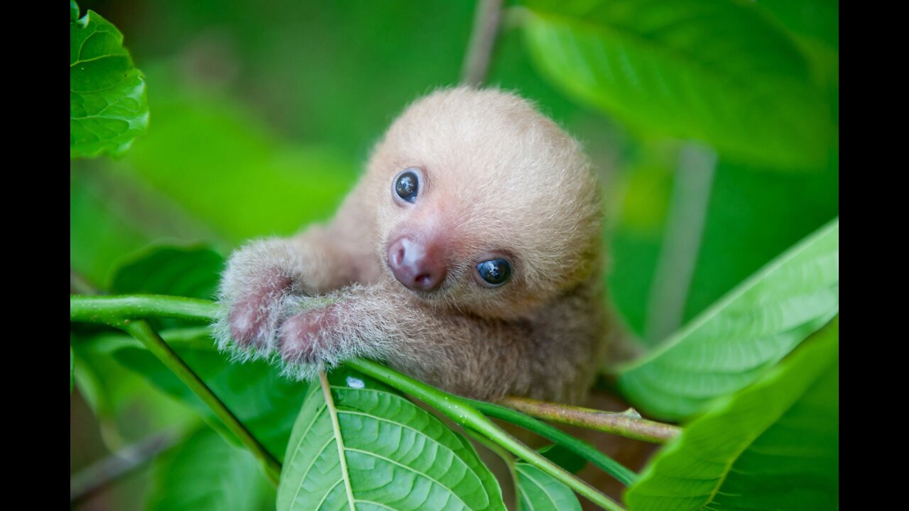 Baby Sloths Being Sloths - FUNNIEST Compilation☺