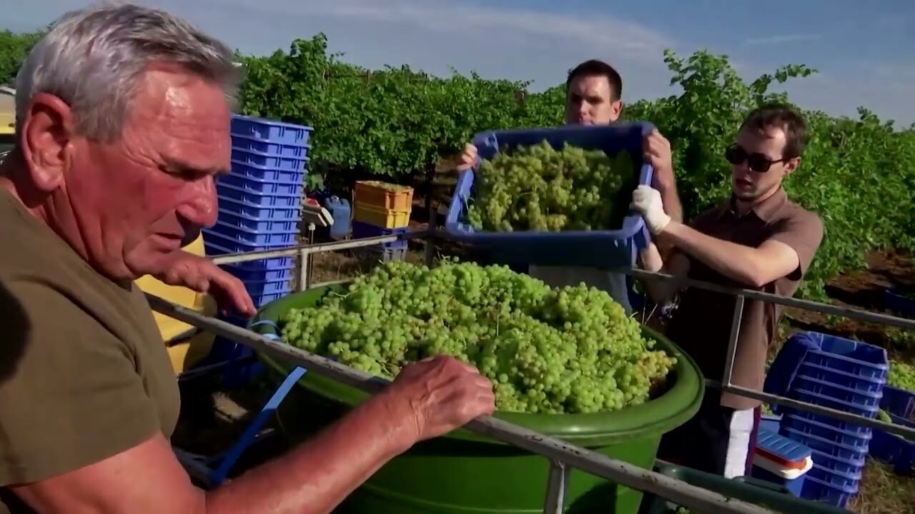 Rising temperatures could force Hungary's winemakers to adapt | REUTERS